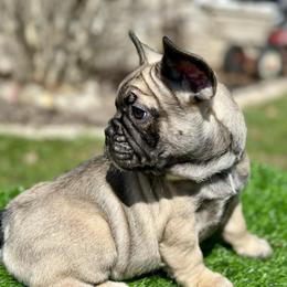 Juju Bean - Fawn female French Bulldog puppy in Buchanan, Michigan from Christie's Frenchies