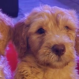 Goldendoodles and Shih Tzus from Angel Companions Farm