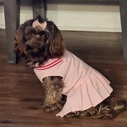 Ruby - Havanese