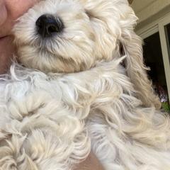 Australian Cobberdog Puppies from Mud Pies Australian Cobberdogs