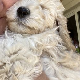 Australian Cobberdog Puppies from Mud Pies Australian Cobberdogs