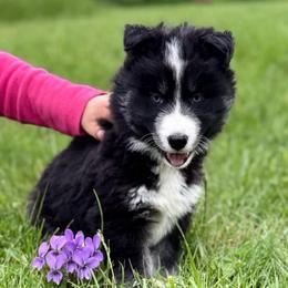 Violet - Black and white female Siberian Husky puppy in Sherwood, Oregon from Whiskey River Siberians