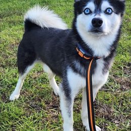 Alaskan Klee Kai All Grown Up from Klee Kia puppies