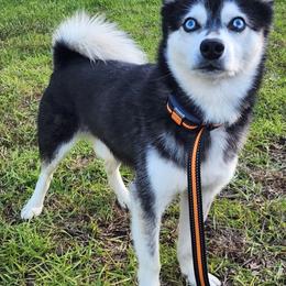 Alaskan Klee Kai All Grown Up from Klee Kia puppies