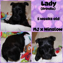 Australian Shepherd, Poodle, and Scottish Terrier Puppies from Not Of This World Aussies, Scottie’s, Poodles, & Doodles