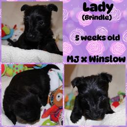 Australian Shepherd, Poodle, and Scottish Terrier Puppies from Not Of This World Aussies, Scottie’s, Poodles, & Doodles