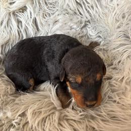 Lilac - Black and tan female Airedale Terrier puppy in Huntersville, North Carolina from Cool Hand Luke Kennels