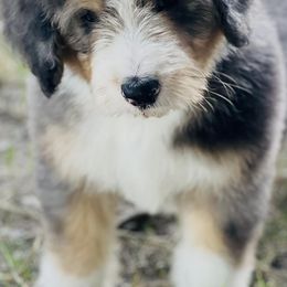 Bernedoodles from Little Fur Friends Bernedoodles