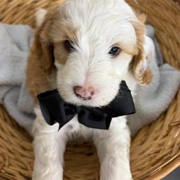 Corporal - Fawn and white male Sheepadoodle puppy in Nixa, Missouri from Davis Family Doodles
