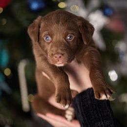 Red Collar - Red & white male Australian Shepherd puppy in Lilburn, Georgia from Criollo Australian Shepherds