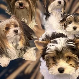 Biewer Terriers from Biewer Puppies USA