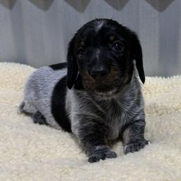 Burst - Piebald male Dachshund puppy in Brashear, Texas from Shepherds Run Miniature Dachshunds