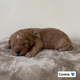 Cookie - Red  male Goldendoodle puppy in Crothersville, Indiana from Wischmeier’s Doodles