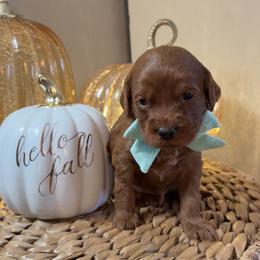 Maple - Red  male Goldendoodle puppy in Trenton, Tennessee from Pickard’s country Golden doodles