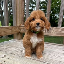 Lime Green: - Red  female Goldendoodle puppy in Richmond, Kentucky from The Doting Doodle