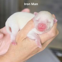 Iron Man - White male Pomsky puppy in Fredericksburg, Virginia from Purely Pomskies