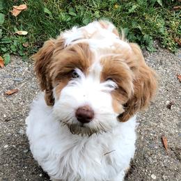 Roo - Australian Labradoodle