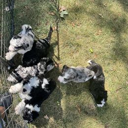 Bernedoodle puppies from A MAYSING Bernedoodles