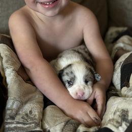 Cardigan Welsh Corgi, Dachshund, and Shetland Sheepdog Puppies from Rosewick Kennels