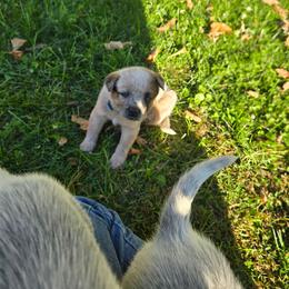 Elara - Red speckled female Australian Cattle Dog puppy in Canton, Pennsylvania from DNB Heelers
