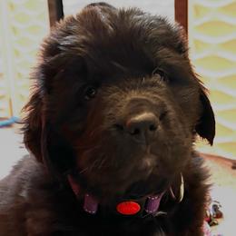 Girl 1 - AKC Registered Purple - Black female Newfoundland puppy in Marshall, Missouri from Majestic Gentle Giants
