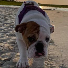 Bulldogs from Happy Wrinkles