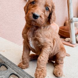 Irish Doodle Puppies from Foxrun Litters