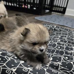 Aurora - Wolf sable female Pomeranian puppy in Decatur, Alabama from Ruby's Pomeranians