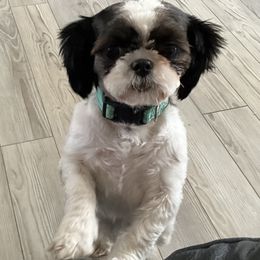Rayne - Shih Tzu