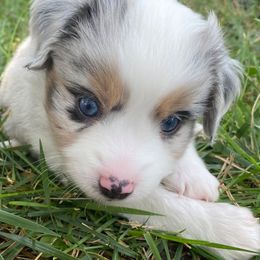 Rory (McElroy) - Blue merle female Miniature Australian Shepherd puppy in California, Kentucky from Sonlight Ridge Aussies