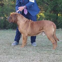 Toruk - Dogue de Bordeaux