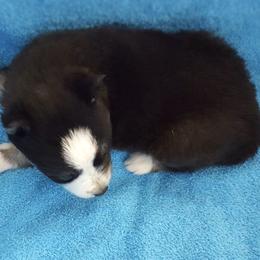 Pomsky Puppies from Angel's Creek Pomskies