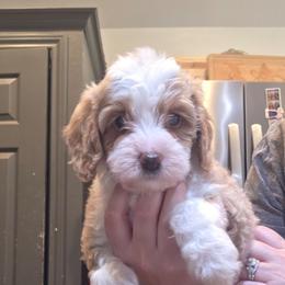 Kora - Red  female Goldendoodle puppy in Palestine, Texas from KK's Doodle Bunch