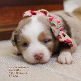Banks- Red Merle Male - Red merle male Miniature Australian Shepherd puppy in Nacogdoches, Texas from TK Standard, Mini, & Toy Aussies