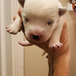 Plain face - Blue mottled female Australian Cattle Dog puppy in Lenoir, North Carolina from Blue Coyote Ranch