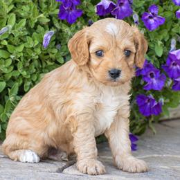 Cameron - Red male Cavapoo puppy in Gap, Pennsylvania from Country View Puppies ( License 18816)