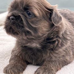 Shih Tzu Puppies from LaDawn’s Little Lions