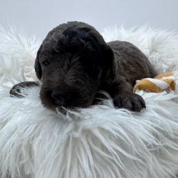 Blue collar - Merle male Goldendoodle puppy in Meridian, Mississippi from Smoodles