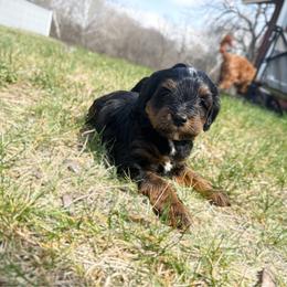 Aiden - Phantom male Bernedoodle puppy in Wamego, Kansas from Doodles of Oz