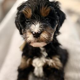 White collar girl - Tri-color female Bernedoodle puppy in Lake, Michigan from 3 King Doodles & Poodles