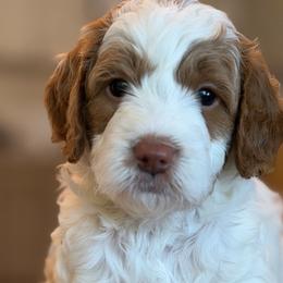 Back street boy - Parti male Goldendoodle puppy in Yuciapa, California from AlltheDoodlez_