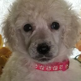 Poodle Puppies from Standard Hearts