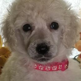 Poodle Puppies from Standard Hearts