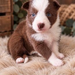 Rex - Red male Border Collie puppy in Sanger, California from Flying M Cactus Ranch Buddies