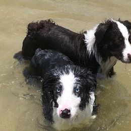 Australian Shepherds from TX Wild Heart Aussies