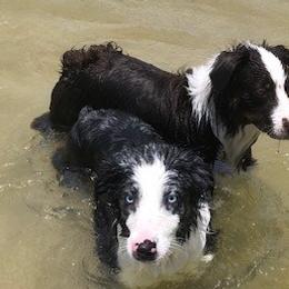 Australian Shepherds from TX Wild Heart Aussies