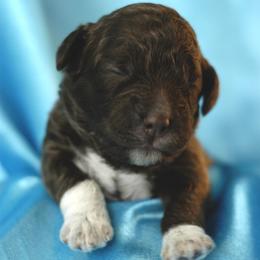 Lagotto Romagnolo Puppies from Morena