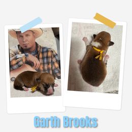 Boy 2 - White and red male Pembroke Welsh Corgi puppy in Athens, Alabama from Southern Sass Corgis