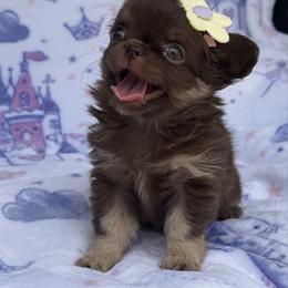 Tootsie - Chocolate female Chihuahua puppy in Newport Beach, California from Exotic City Pomeranians and chihuahuas