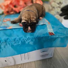Blue collar - Fawn male Cane Corso puppy in Texas from Jolaw Kennel
